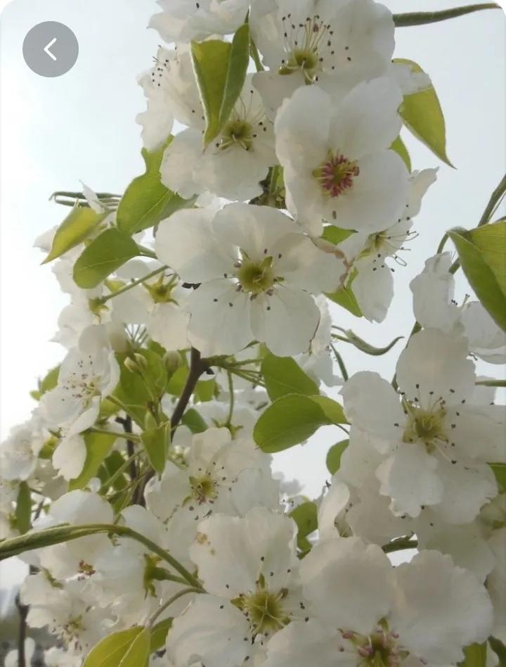 青苹果免费在线看电影,青苹果高清免费观看完整