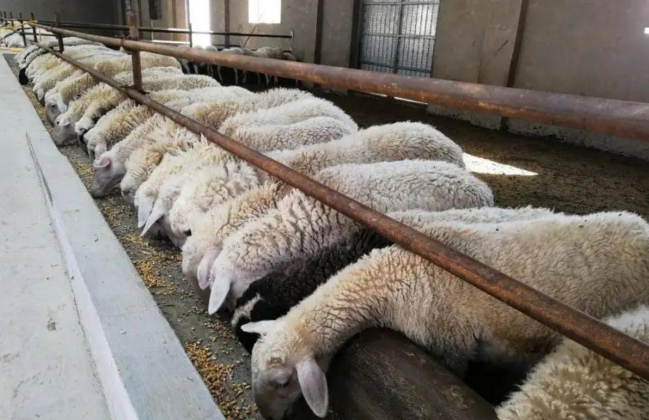 把10头公羊和10头母羊，放到有森林的孤岛上，10年后会怎么样？