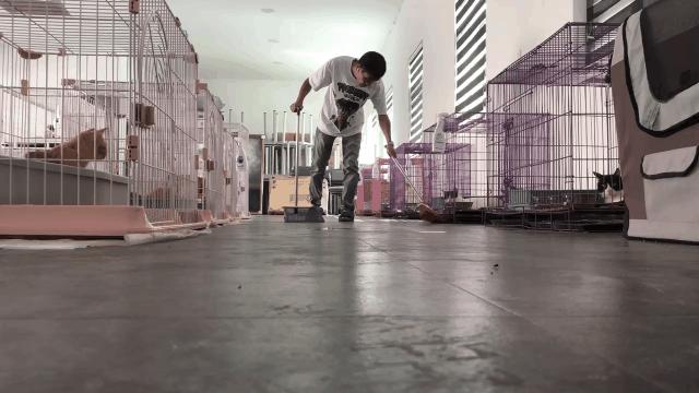 有的猫身体很软有的猫就硬,有的猫就是天生的坏种