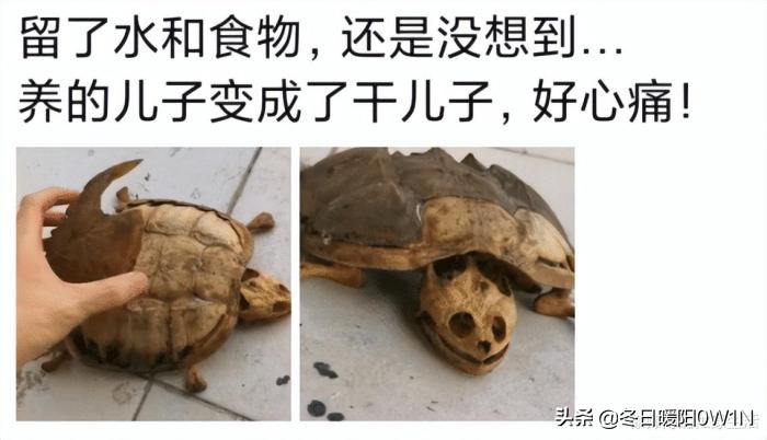 学生适合在宿舍里养的小宠物,在宿舍偷偷养的小宠物