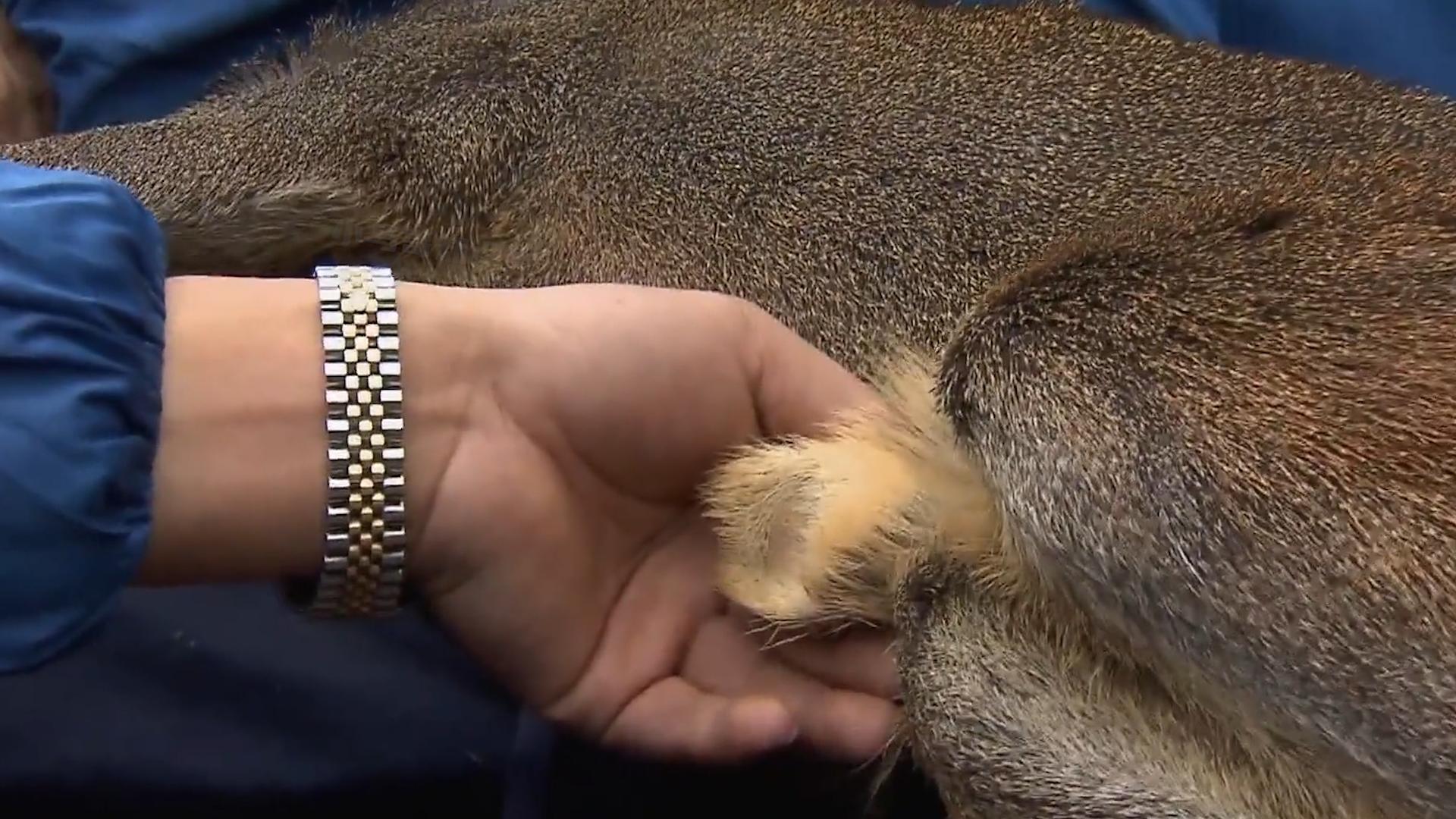 麝香有什么价格,麝香有多稀缺