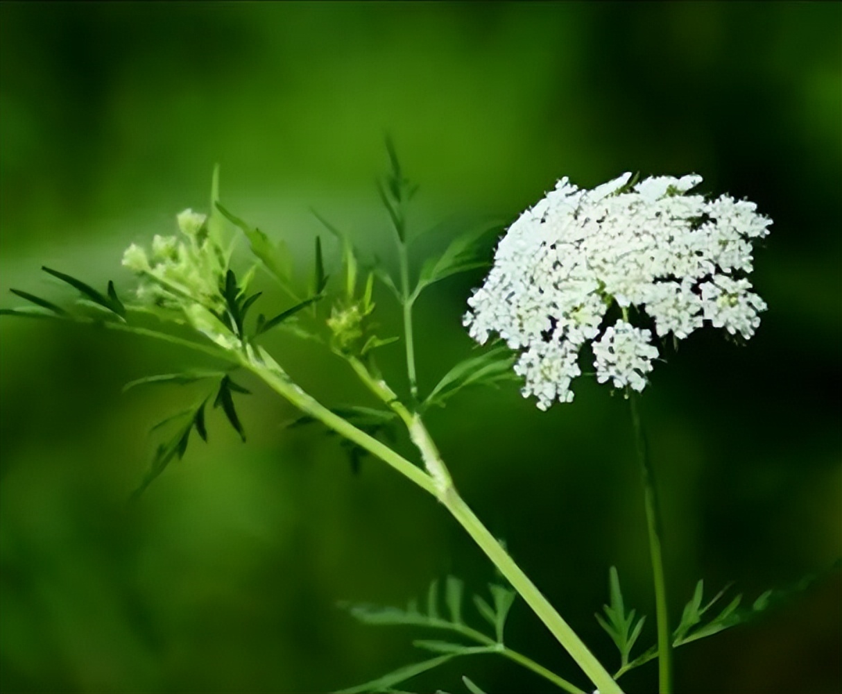 中医认为肛门瘙痒症的发病原因是什么？有何治疗建议？
