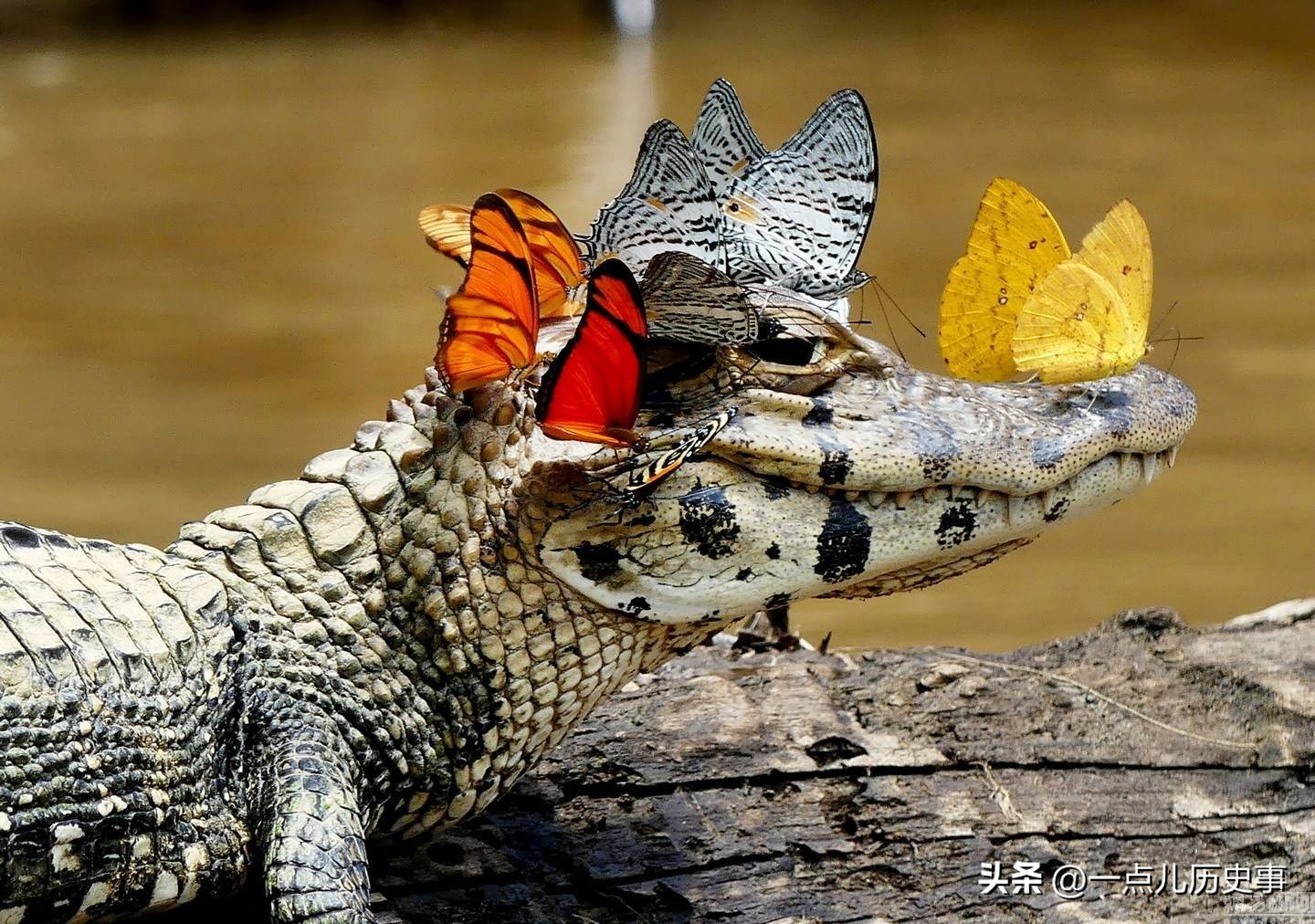 澳大利亚内陆为什么无法生存,澳大利亚是不是不适合生存