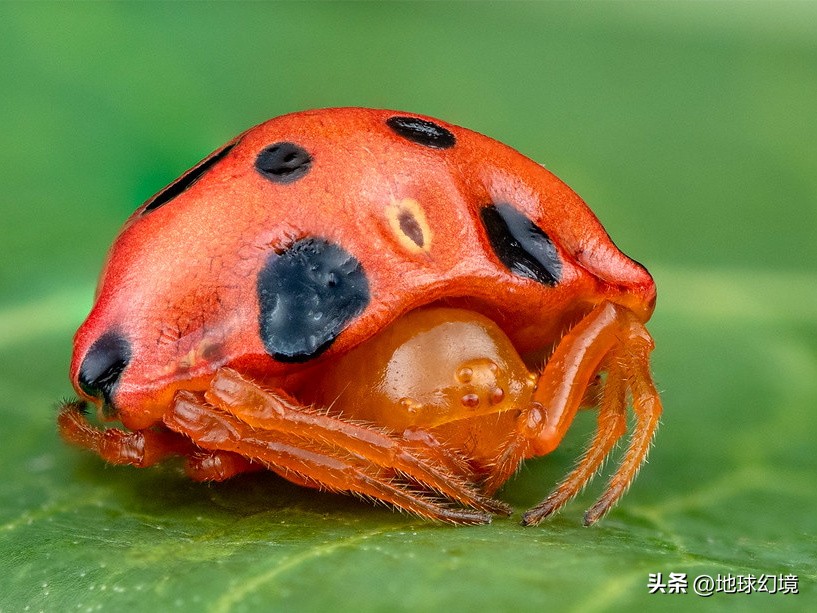 35张悲惨动物照：悲惨小象被捕兽夹弄断鼻子，章鱼被塞进西瓜做菜