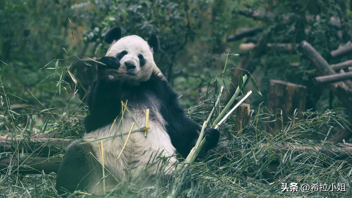 成都到乐山途中有哪些旅游景点,四川成都附近的旅游景点有哪些