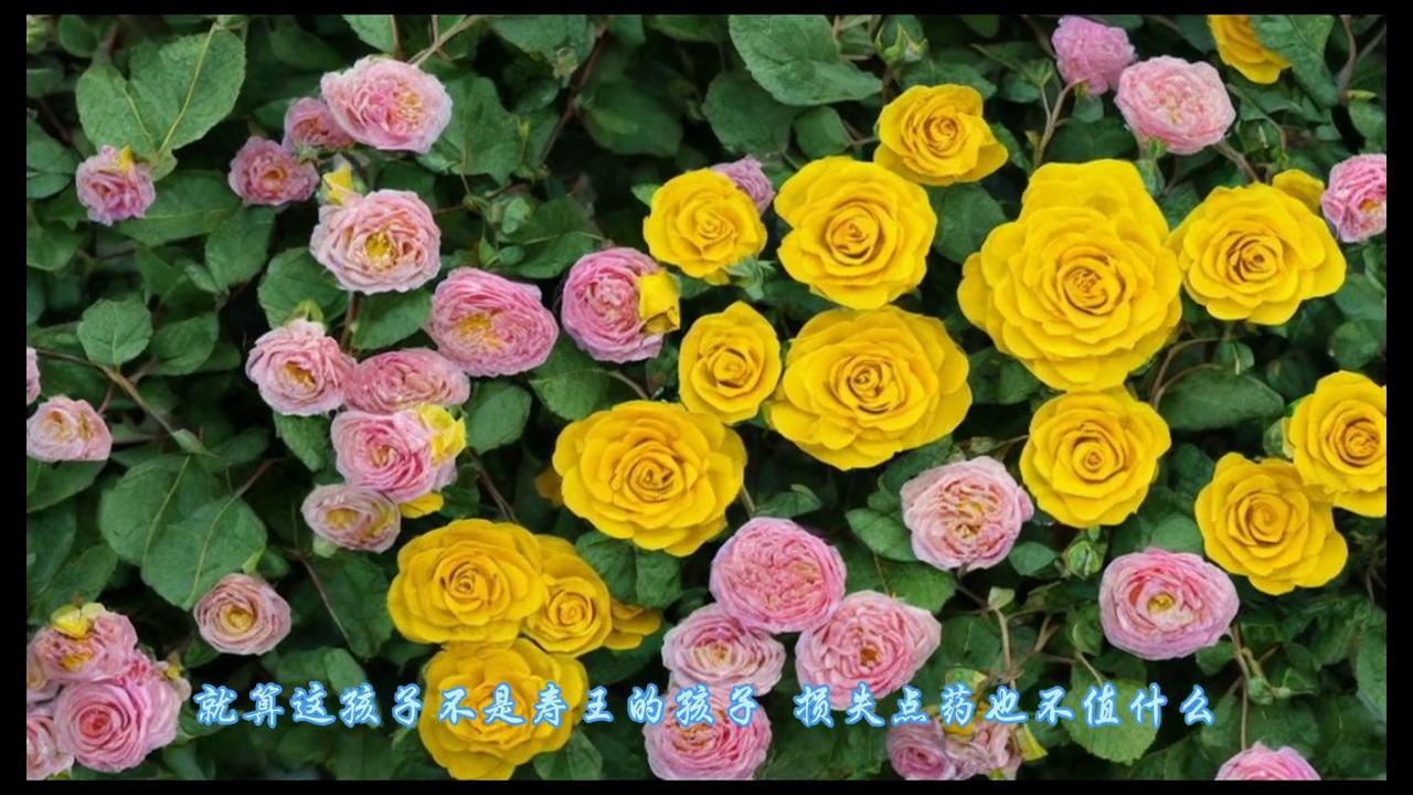 受伤严重,受伤严重的球员