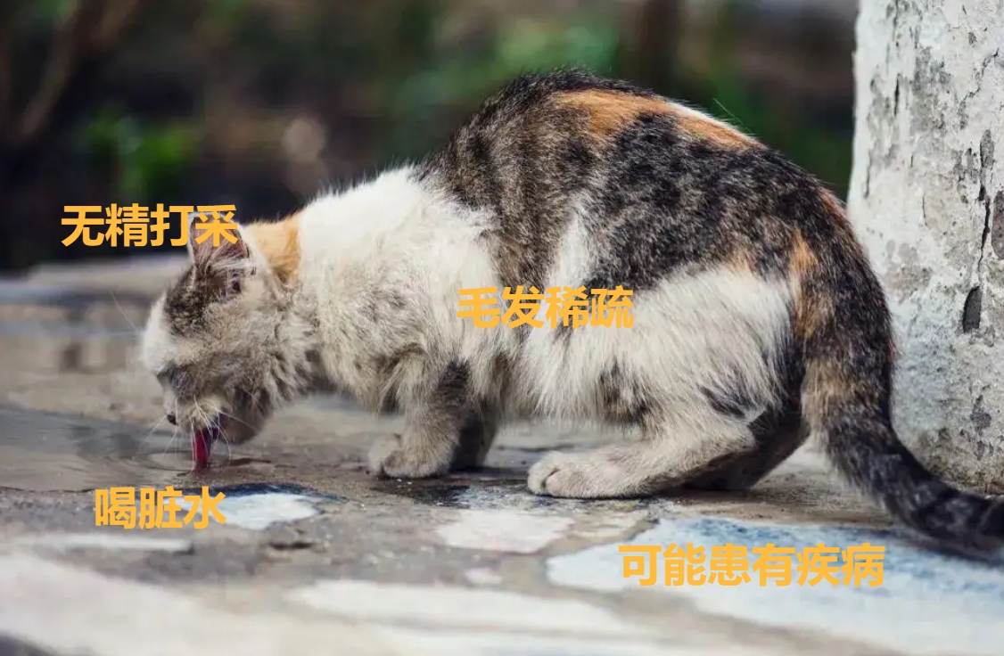 翻脸不认猫,成年母猫和公猫会打架吗