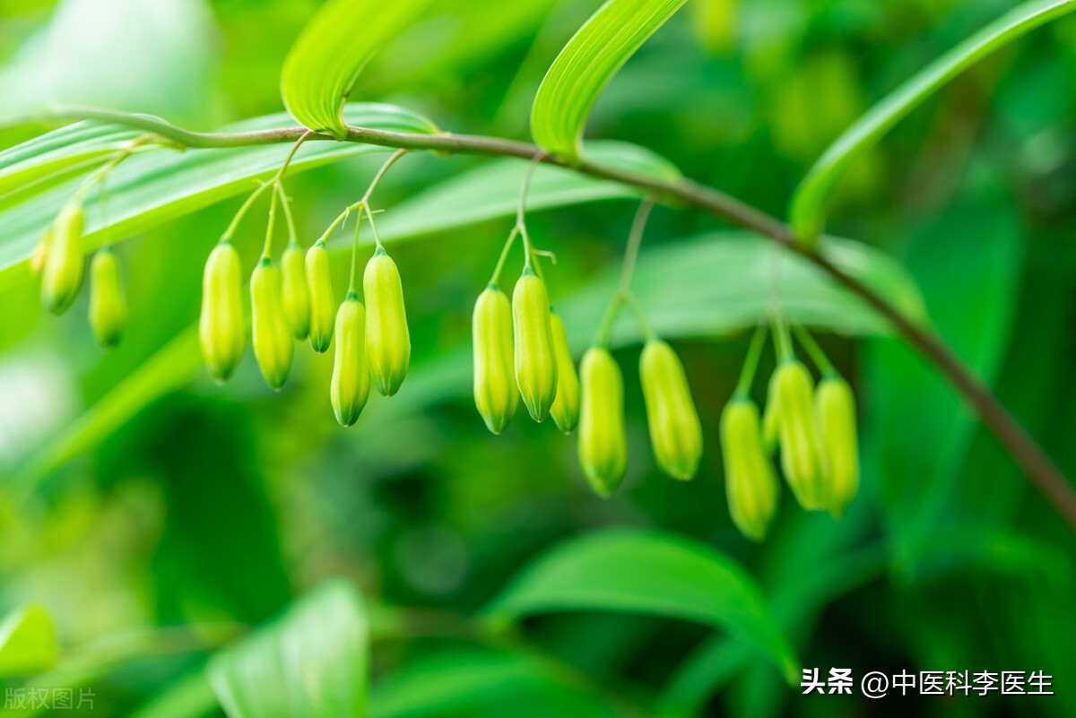 中药黄精生的与炮制有什么区别,炮制过的黄精功效