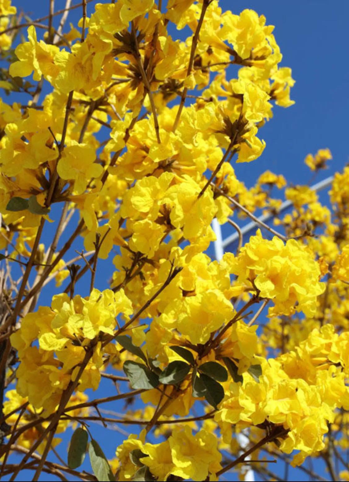 赏花旅游种什么花,春季去公园踏青上百种花让人眼花