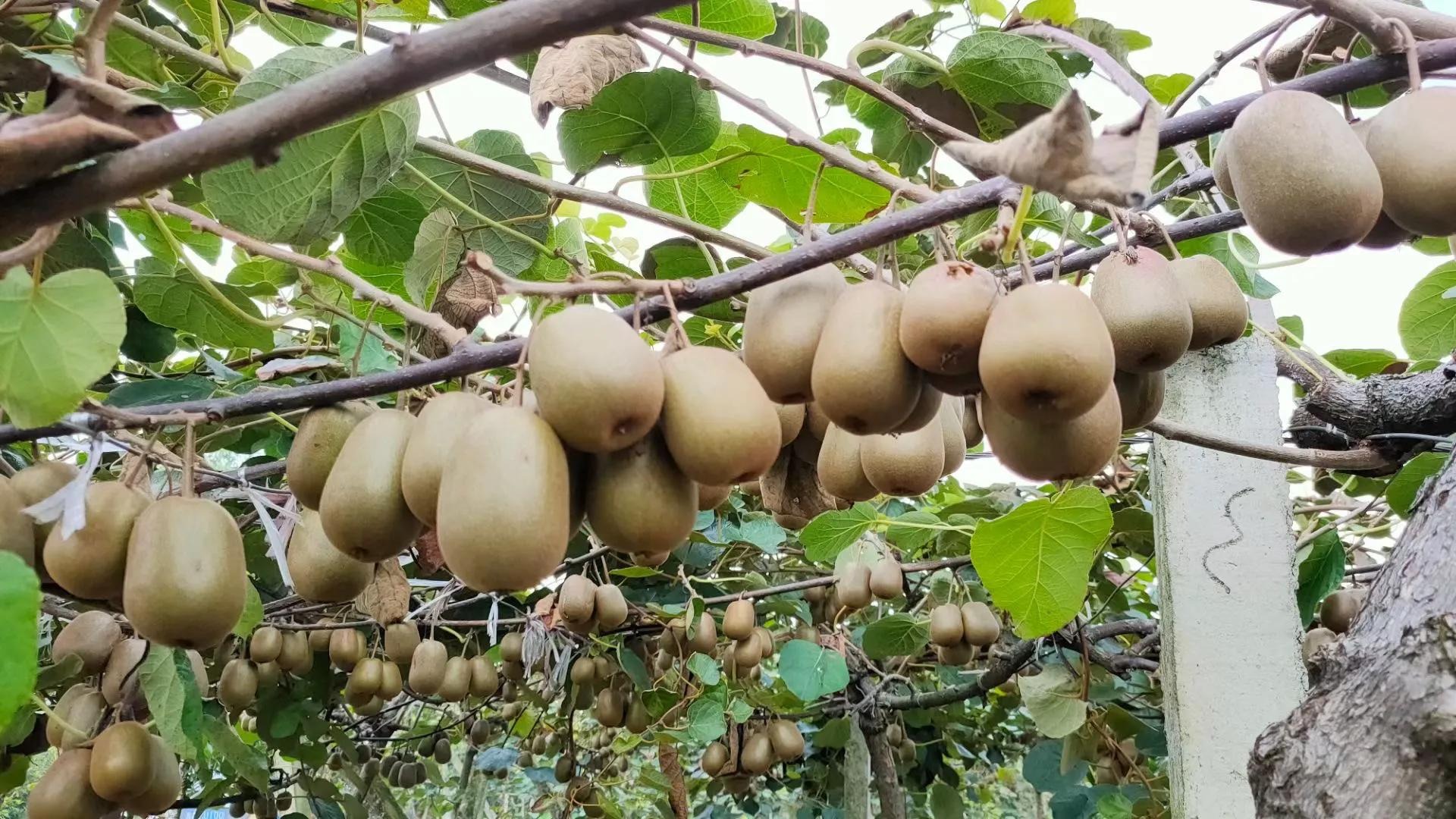 猕猴桃为什么称为水果之王,猕猴桃是不是水果之王