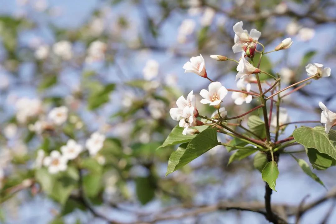 正安油桐,油桐的优势