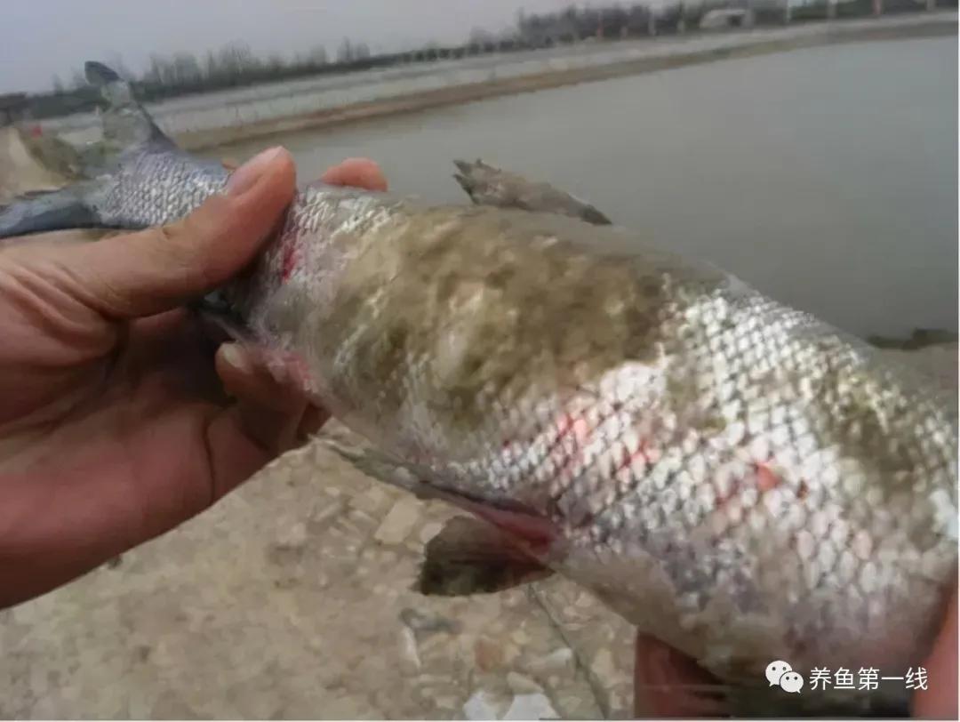 低温水霉怎么治疗,赤皮水霉