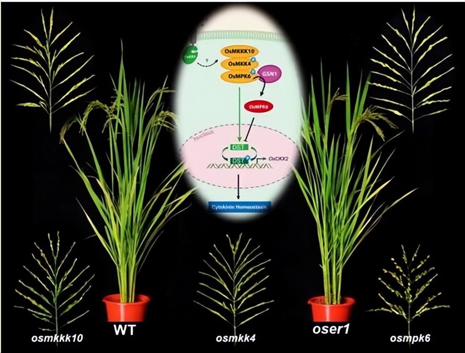 现代农业研究：水稻重金属P型ATP酶OsHMA6可能是铜外排蛋白
