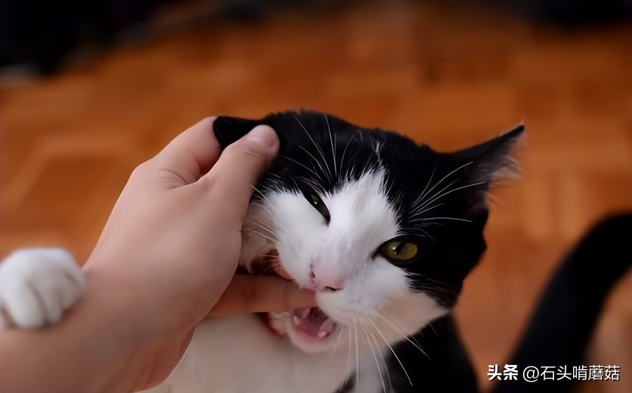猫咪咬人的原因及纠正方法,猫咪总是咬人怎么解决