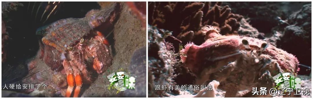 辽宁最独特的美,辽宁最暖家乡味