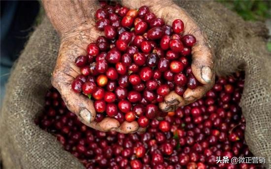 云南小粒咖啡豆什么品牌好,云南口碑最好的咖啡豆怎样购买