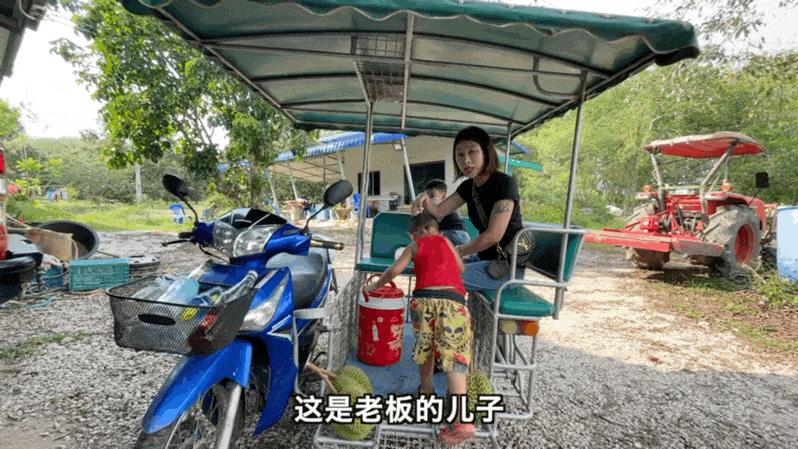 榴莲园带你看越南最美的榴莲,去泰国榴莲园里摘榴莲