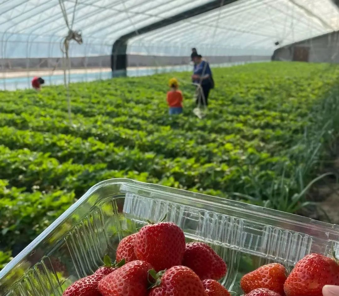 五一松原一日游,五一松原出发2-3天短途旅游