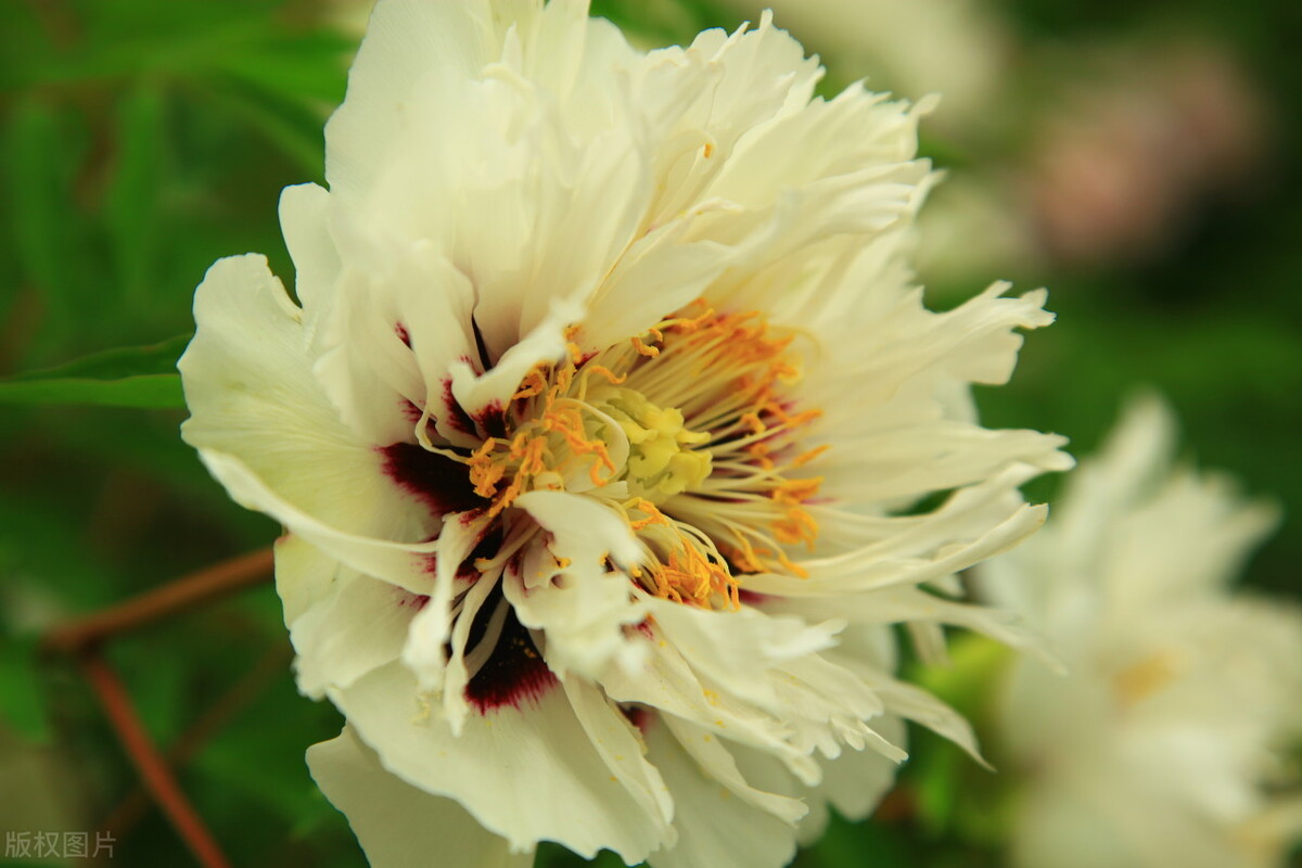 唯有牡丹真国色，花开时节动京城——牡丹，自是花中第一流