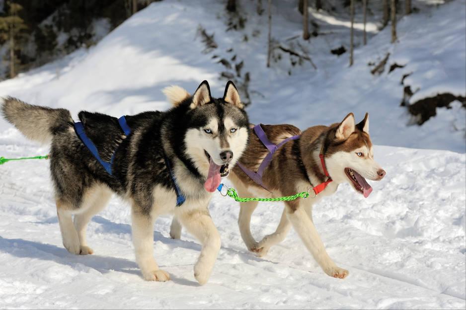 狗狗智商排行榜你家狗狗排第几,什么品种的狗狗智商排名最高