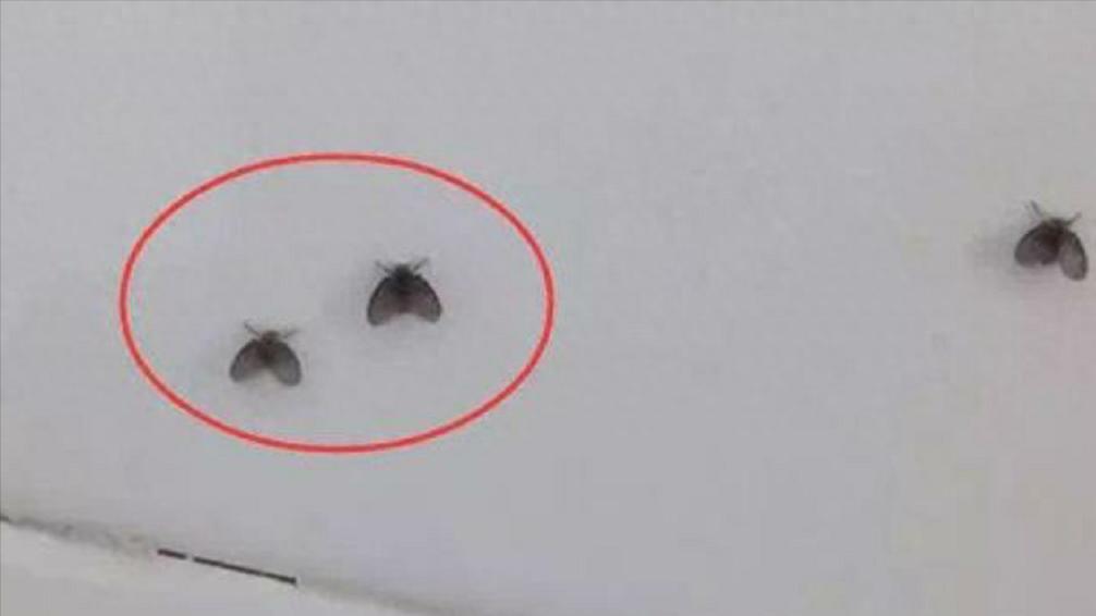 卫生间里的小飞虫是什么,厕所有小黑虫像蛆的虫子怎么灭杀