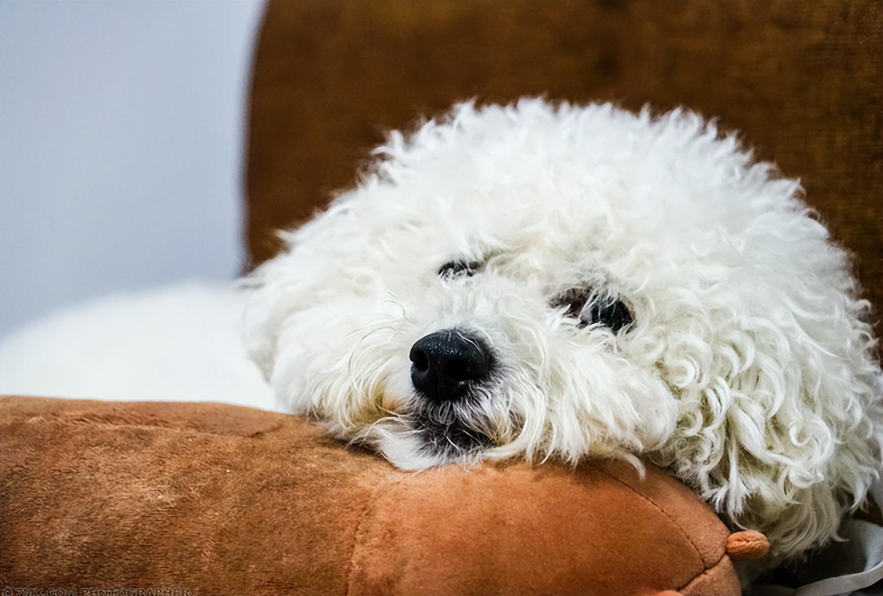 比熊拉了很多虫是什么情况,比熊要驱虫的表现是什么