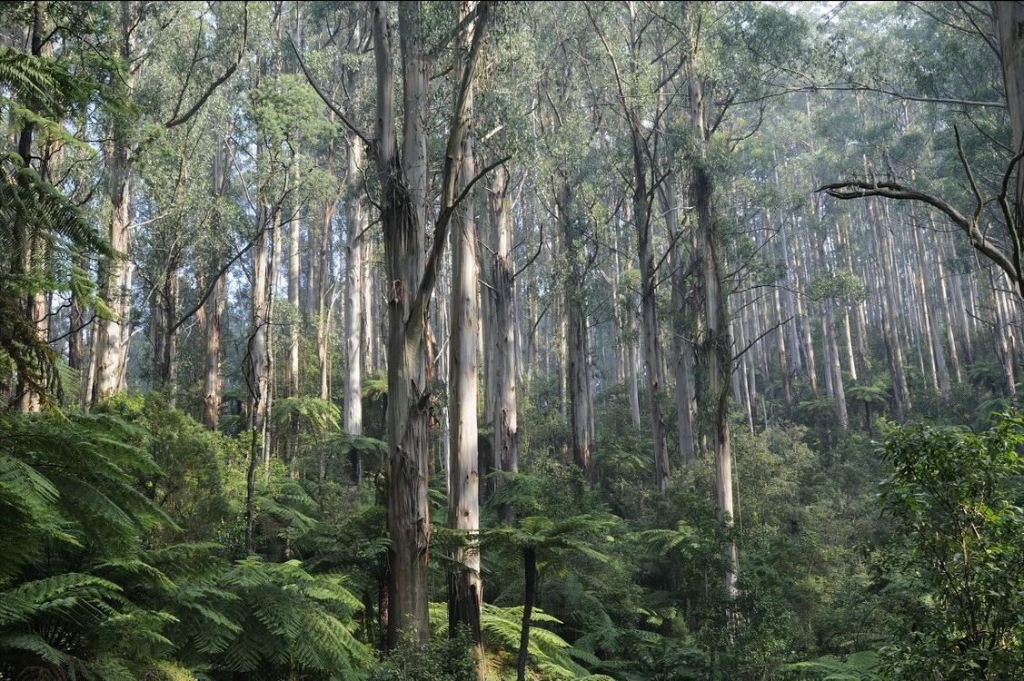 《中国大百科全书（第2版）》读书笔记03147-被子植物门