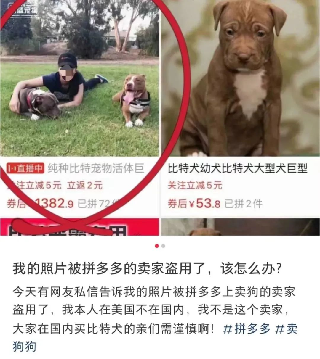 气死！拼夕夕150元买德牧，到手一看，山东德州牧鸡犬？？