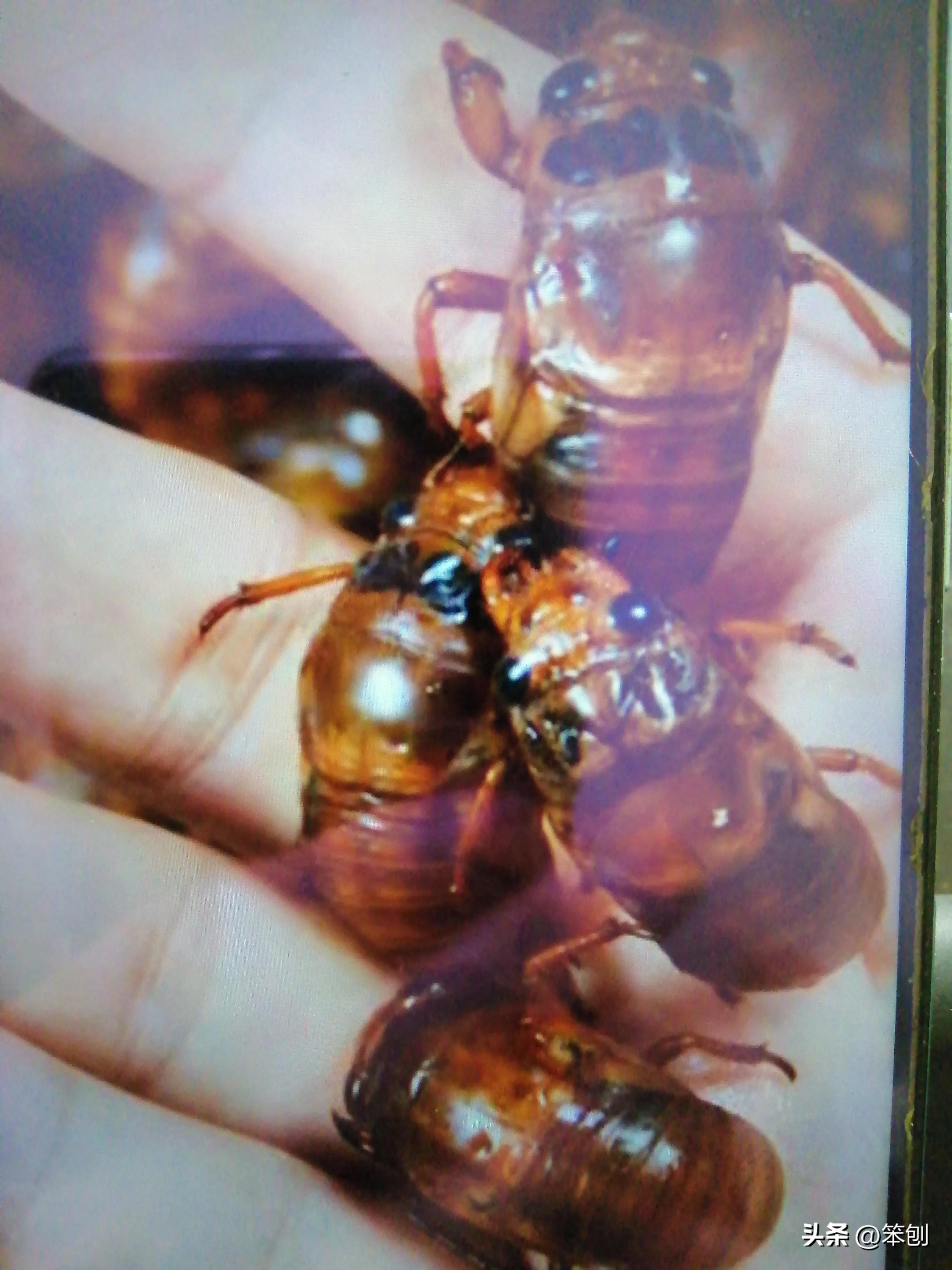 金蝉养殖前景好铺就致富路,金蝉养殖需投资多少钱才能赚钱呀