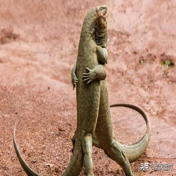 罕见晚清老照片被押赴菜市口,晚清妇女照片