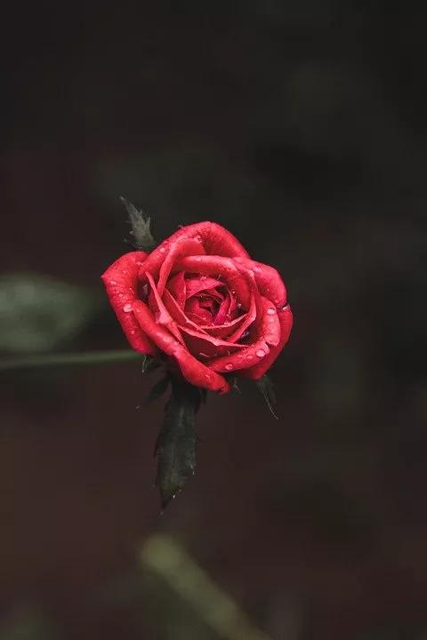 520适合发朋友圈的配图爱情,入目无别人四下皆是你英语