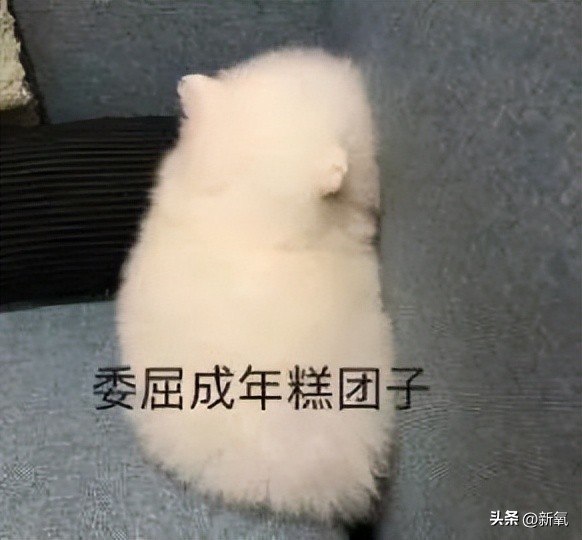 过年不婚主义的小姨发红包,不婚主义发红包的小姨火了引发