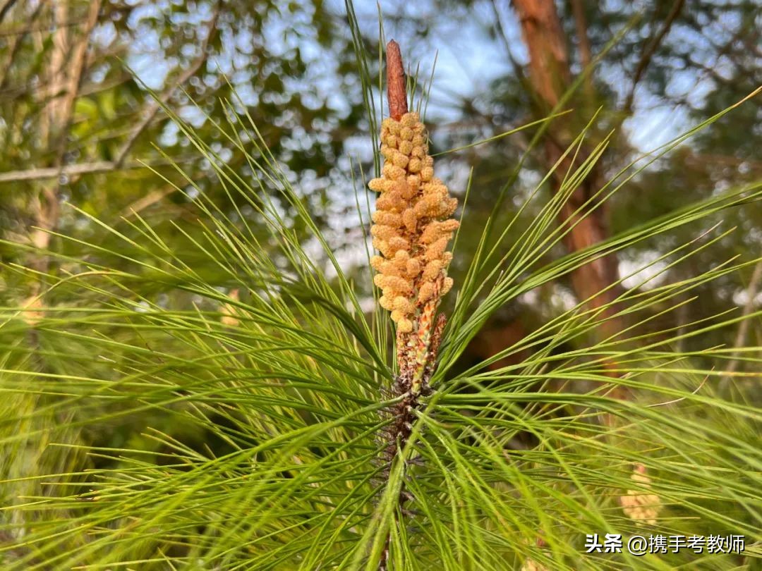 茂盛开花的马尾松,植物专栏蓝花草