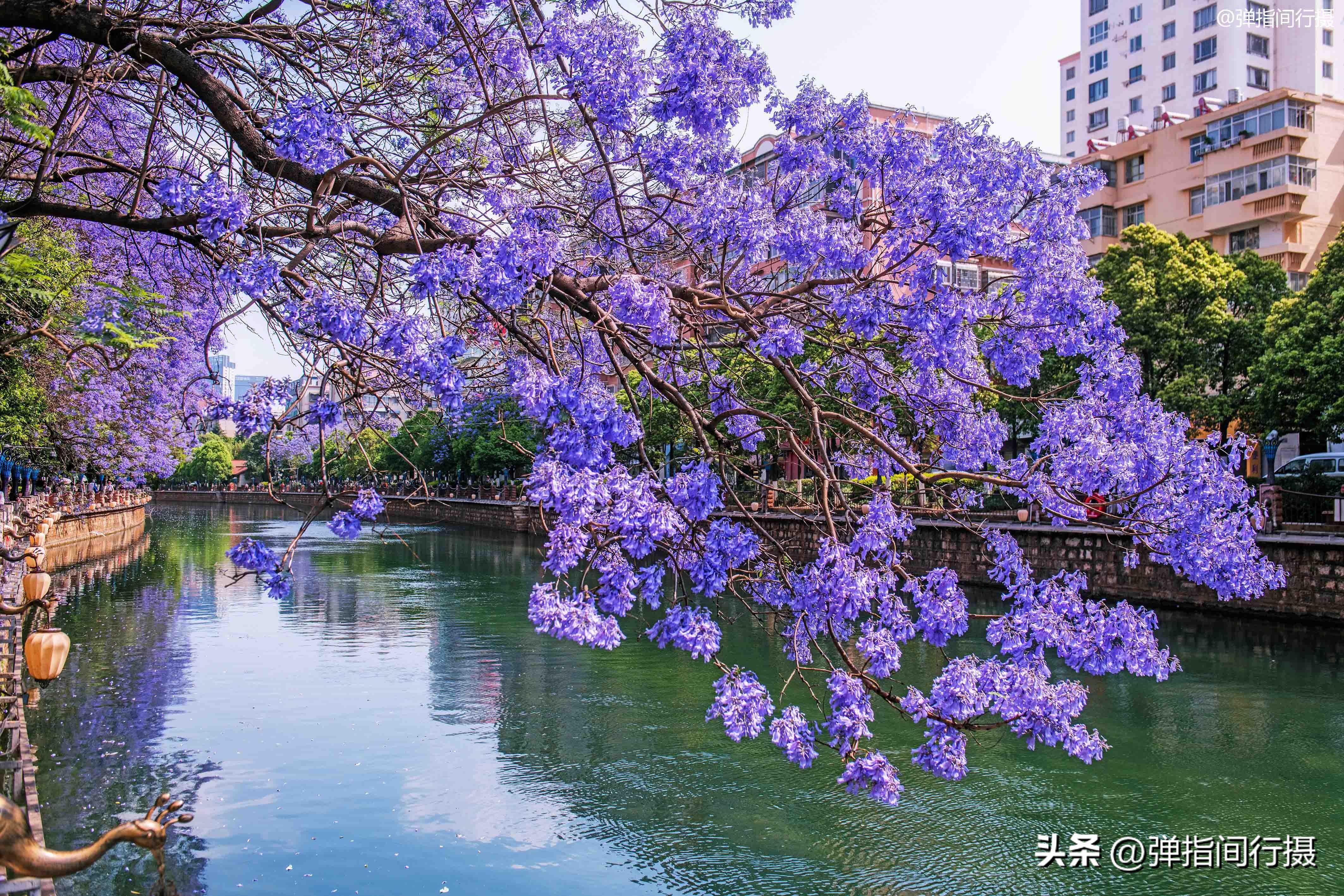 昆明春天假日游玩推荐特辑,昆明春天旅游攻略