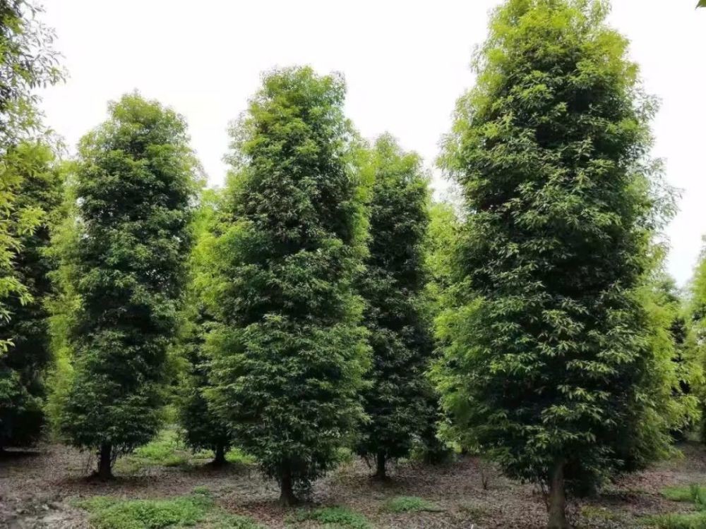 一棵树25亿金丝楠木凭什么这么贵,价值连城金丝楠木为什么没人种