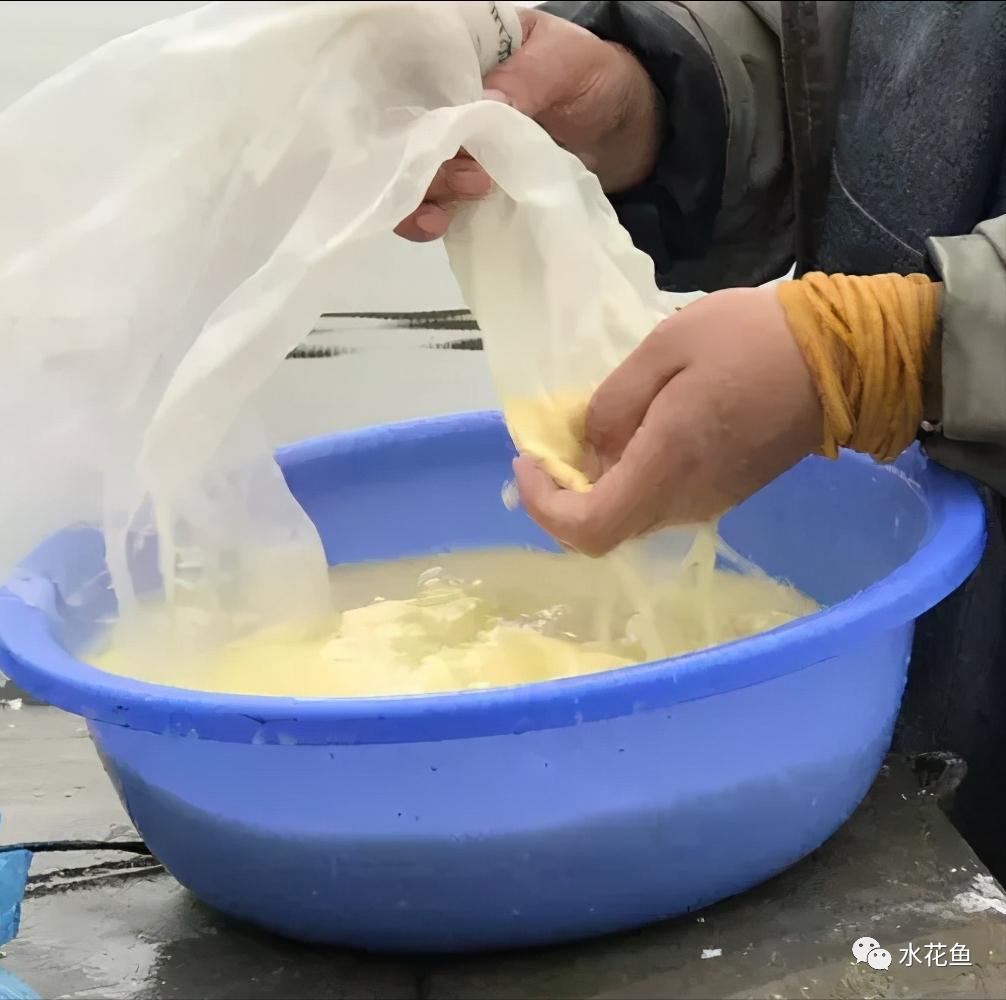 家鱼养殖如何投苗,养殖鱼技术和鱼苗