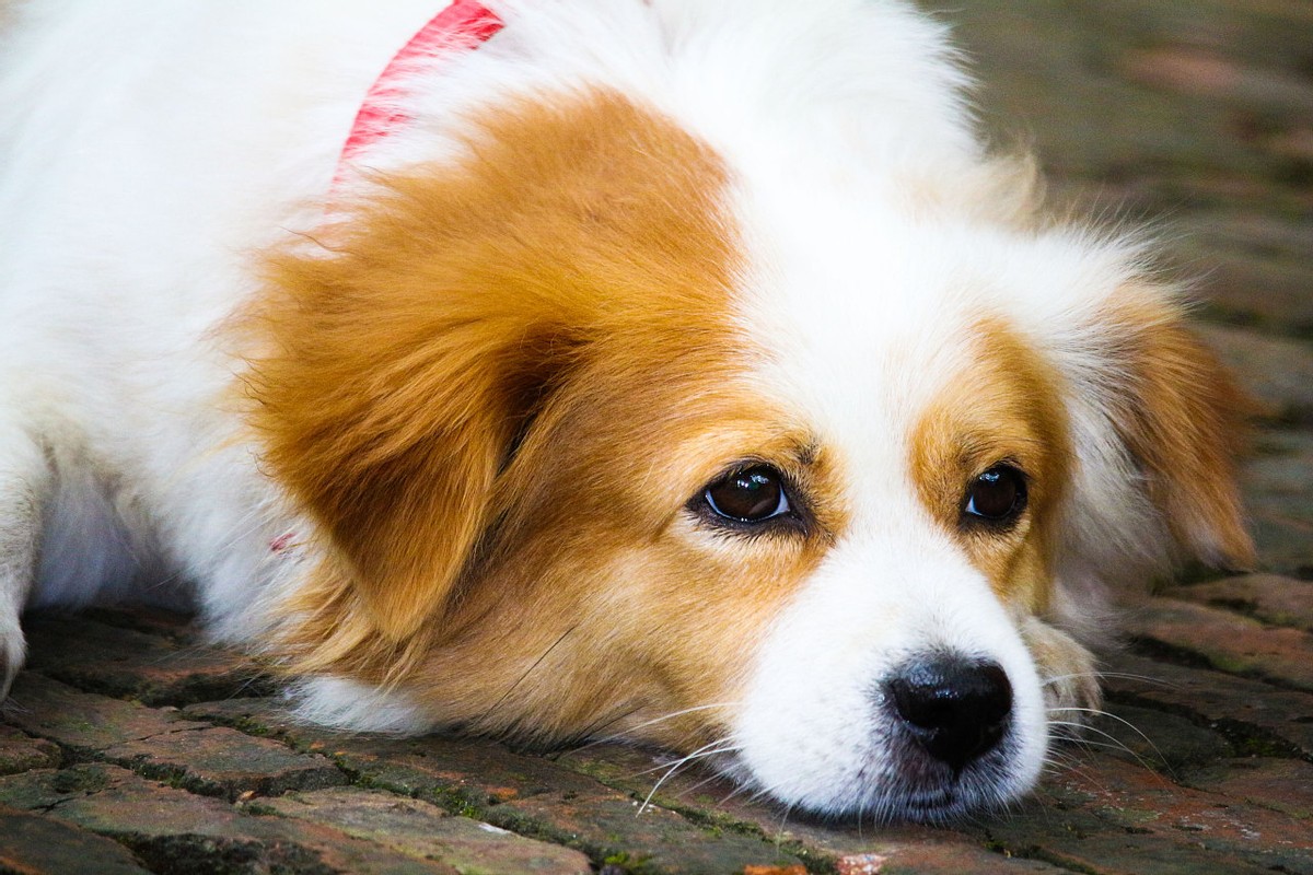 狗狗吃肉引起呕吐拉稀咋办,狗狗吃肉拉稀怎么回事