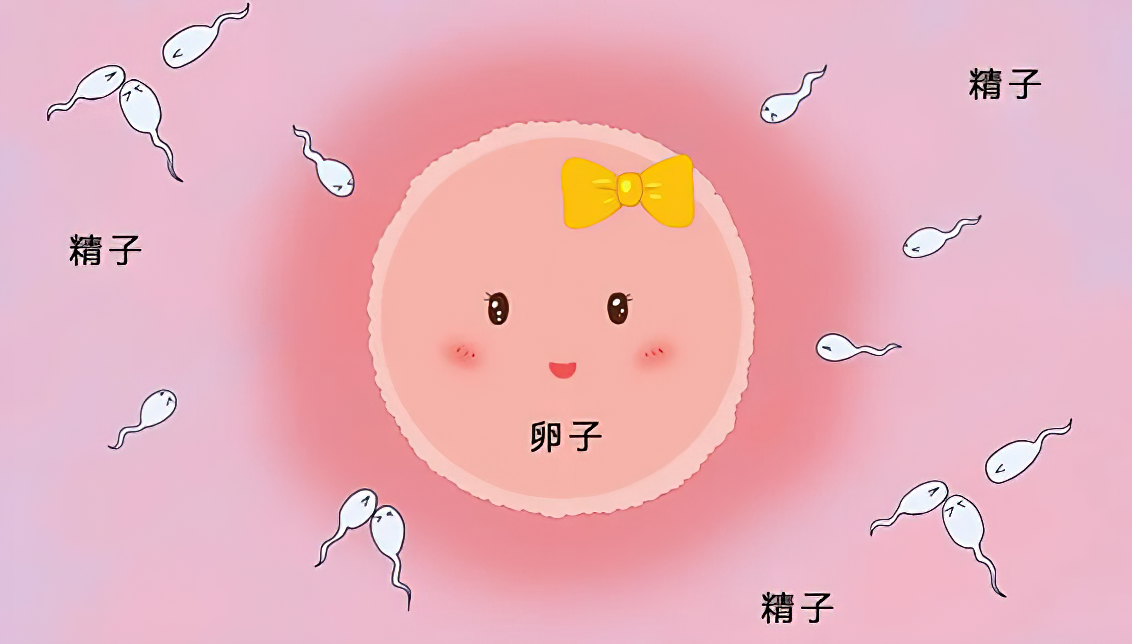 颠覆你认知的跑步,精子跑得快就一定与卵子结合吗