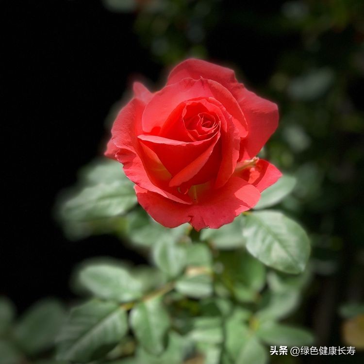 世界花园风景,世界花园