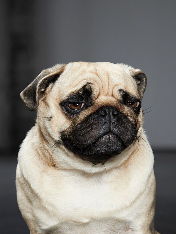 如何使巴哥犬长胖,巴哥犬太瘦怎么办