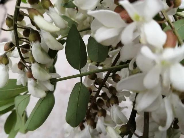 忆老家那棵洋槐树洋槐花盛开阵阵扑鼻香