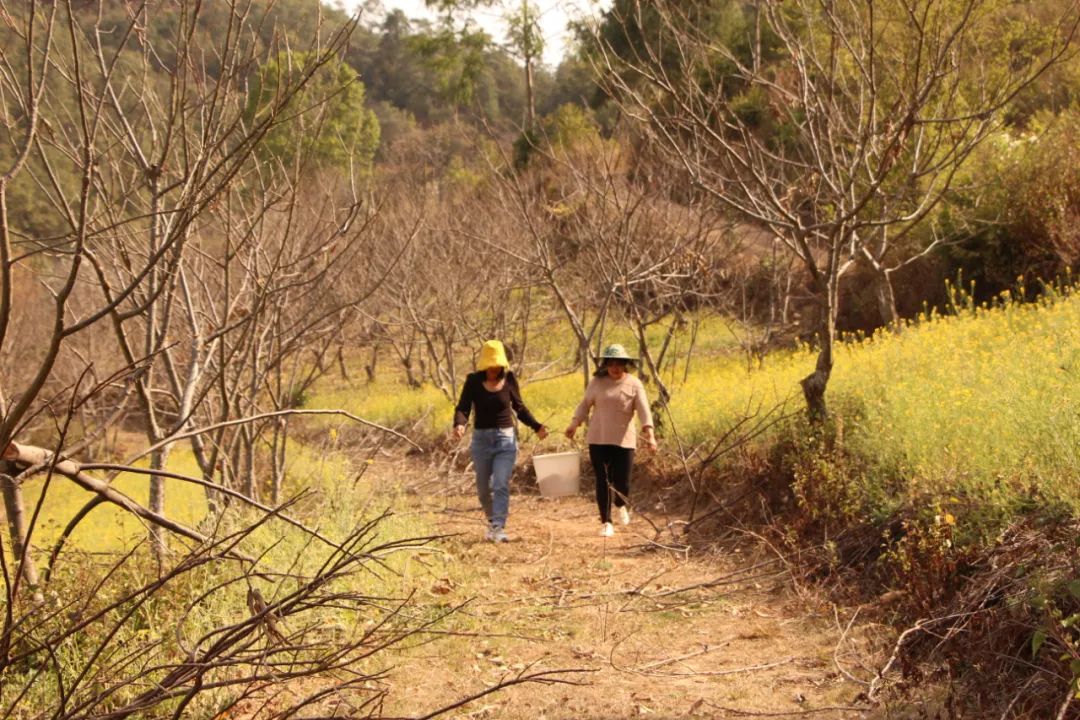 【悦读】大山里的“懒庄稼”生活中的“甜蜜蜜”