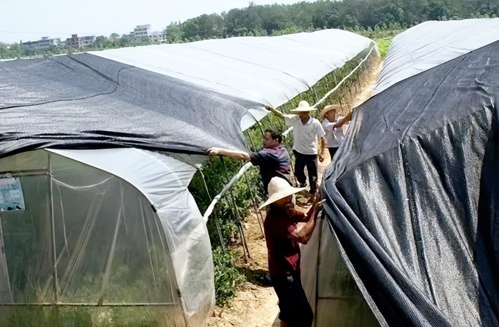 菜苗移栽后，叶片萎蔫缓苗慢？别急，分享5个小窍门，好学更好用