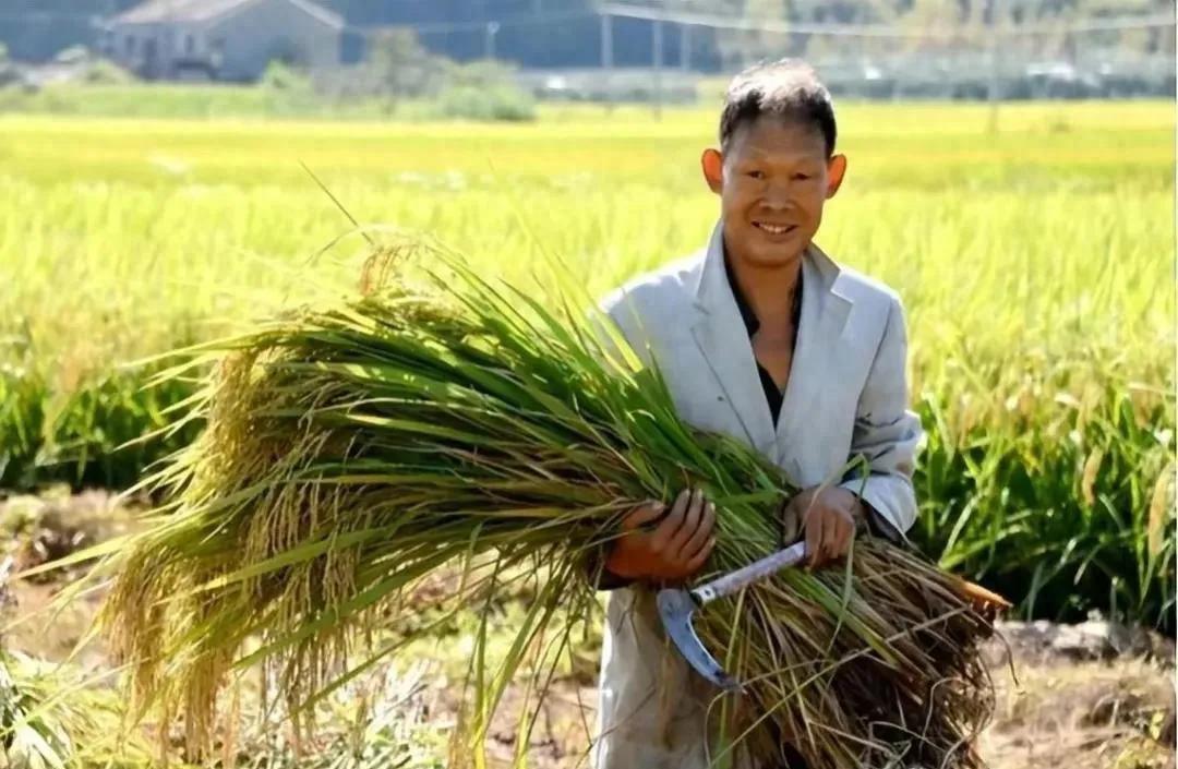 种粮政府一亩补贴多少钱,农民怎样才能领到种粮补贴