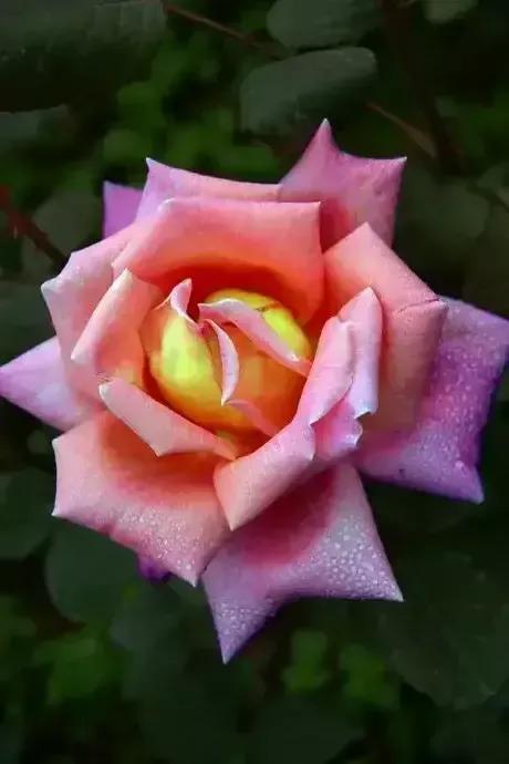 想要拥有自己的一间花店,好想拥有这样的一间花店