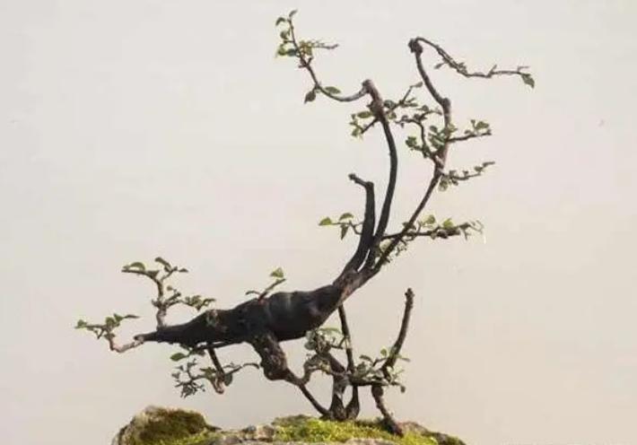 金弹子公母花不同步怎么办,金弹子不开花怎么分公母