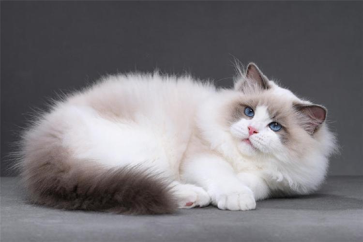 劝大家买猫的时候千万别买两只猫,买猫一时爽养猫火葬场