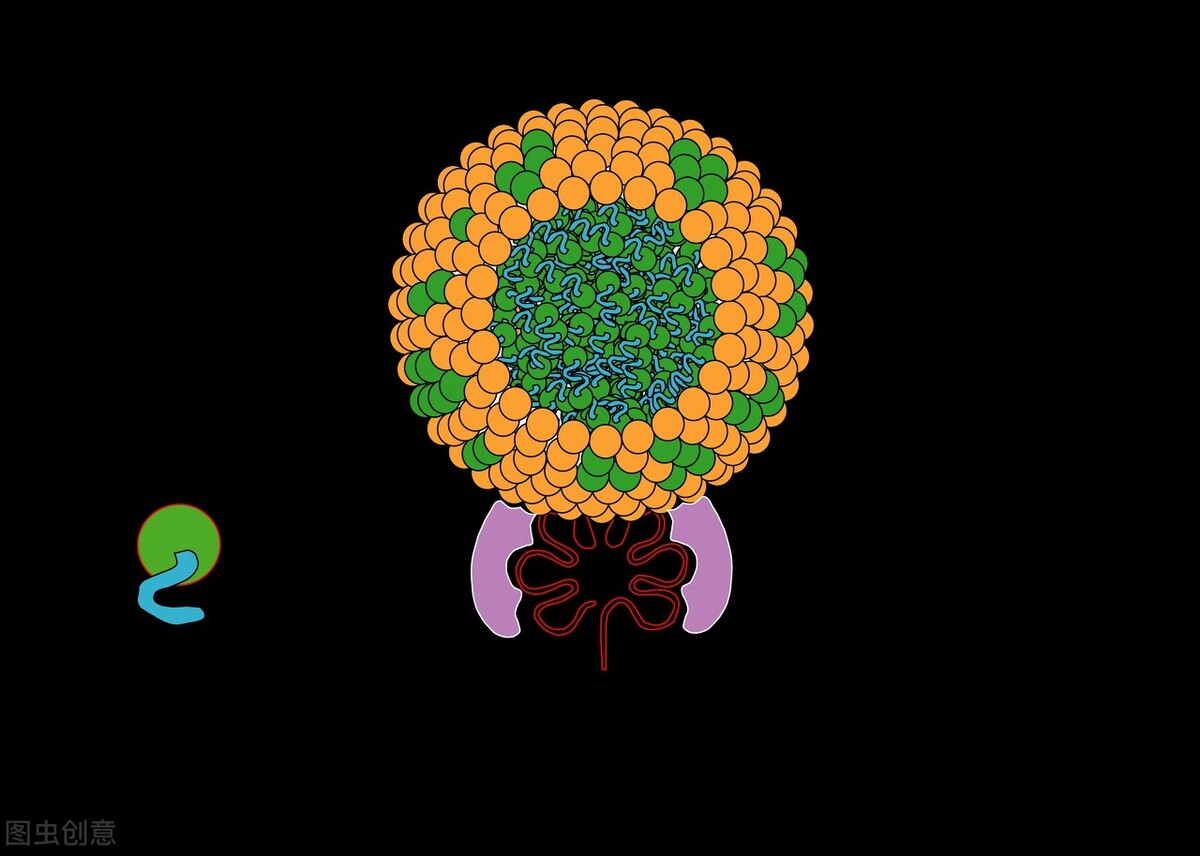 血管为什么会发生痉挛,血管硬化最佳锻炼方法