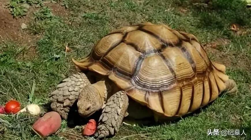 一男子捡到一只乌龟带回家养,男子在野外捡到乌龟越长越不好