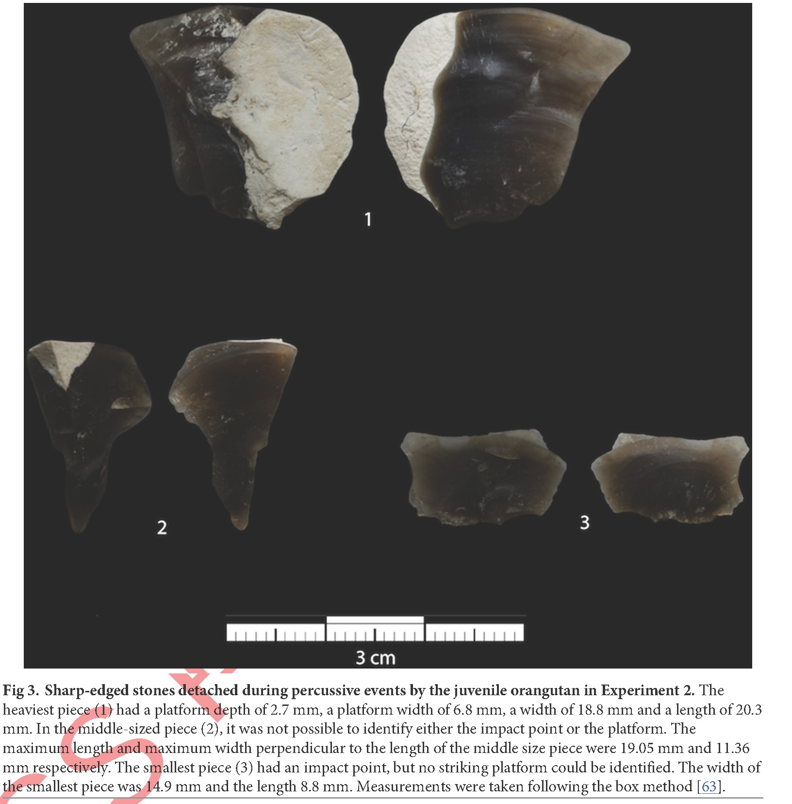 猩猩新石器时代,现在猩猩能进化成人类吗